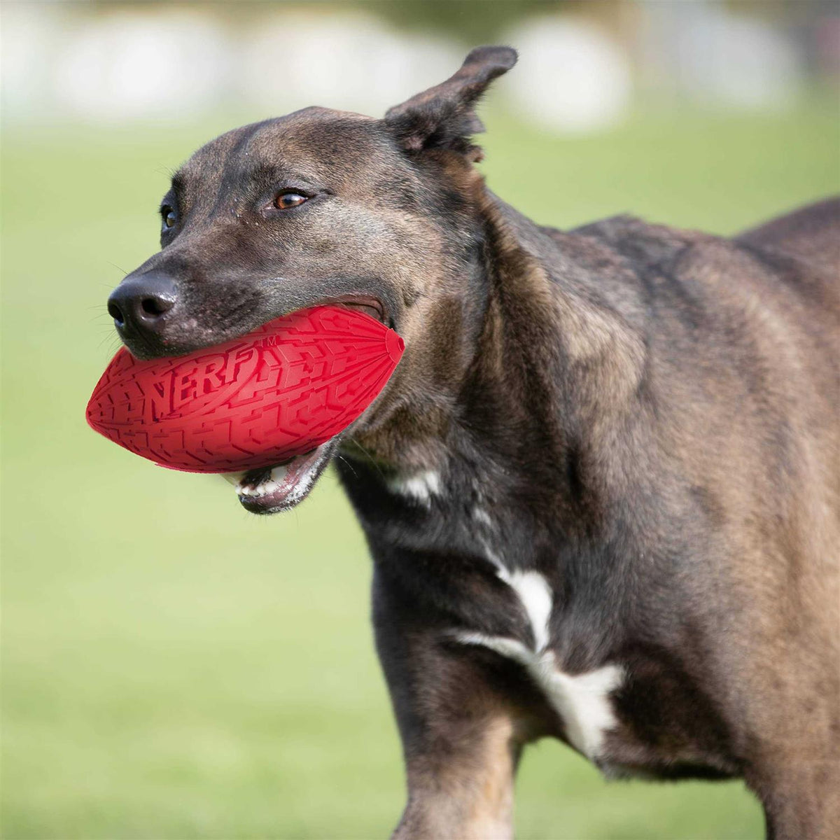 Dog Toy L204776