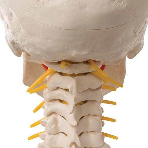 4-Part Human Skull Model on Cervical Spine I133830