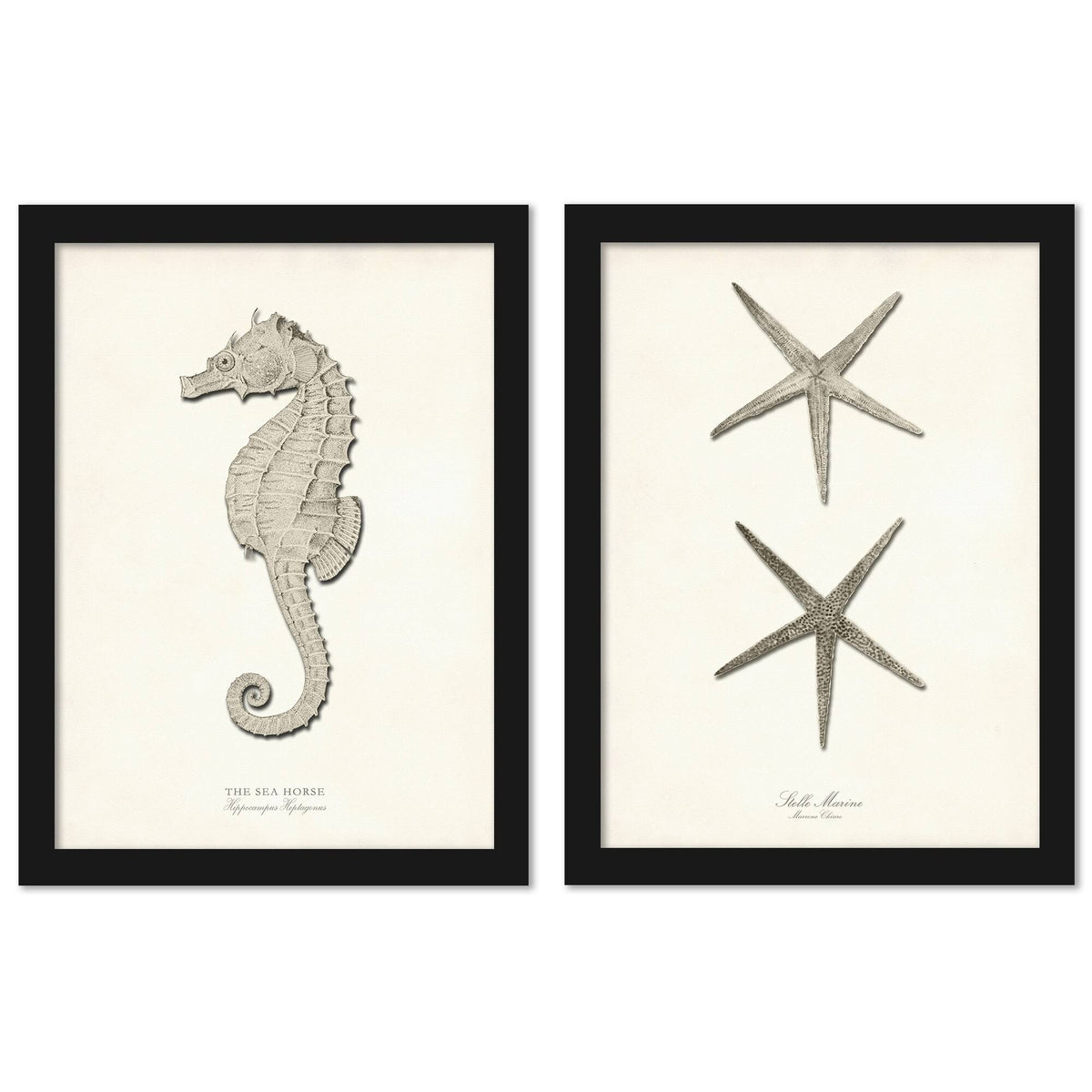 Greige Sea Horse 2 Piece Black Framed Print Set T255896