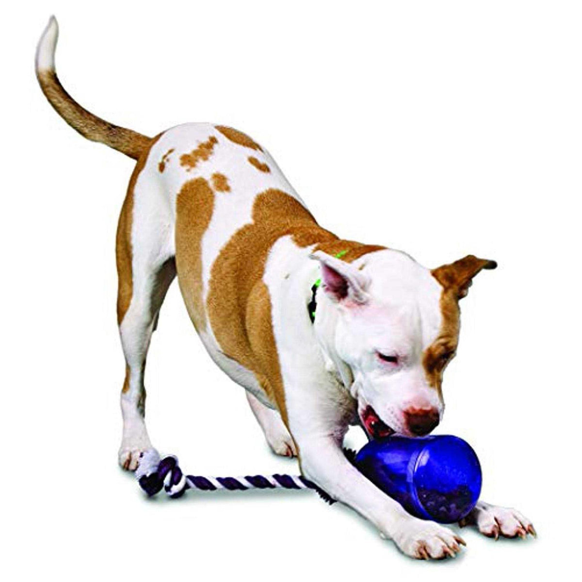 Pet Supplies I47944
