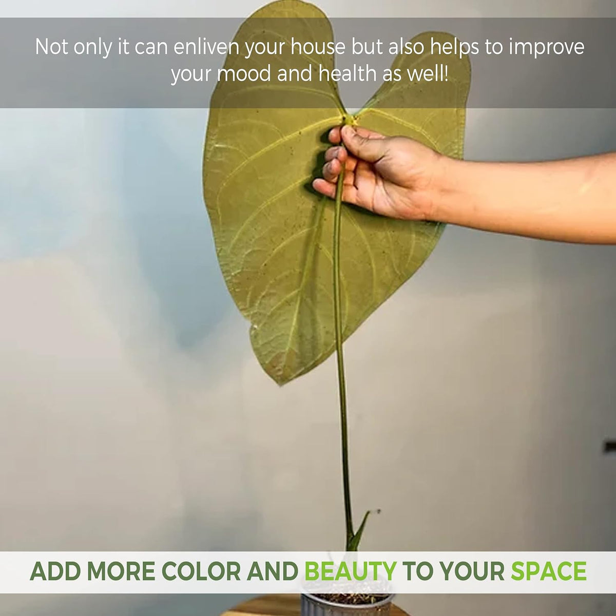 Green Live House Plant Anthurium Regale N584565