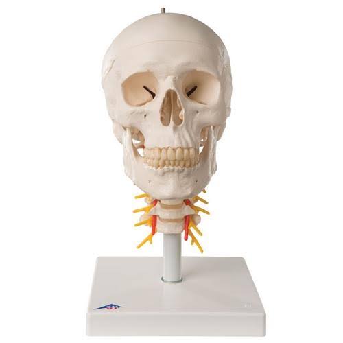 4-Part Human Skull Model on Cervical Spine I133830