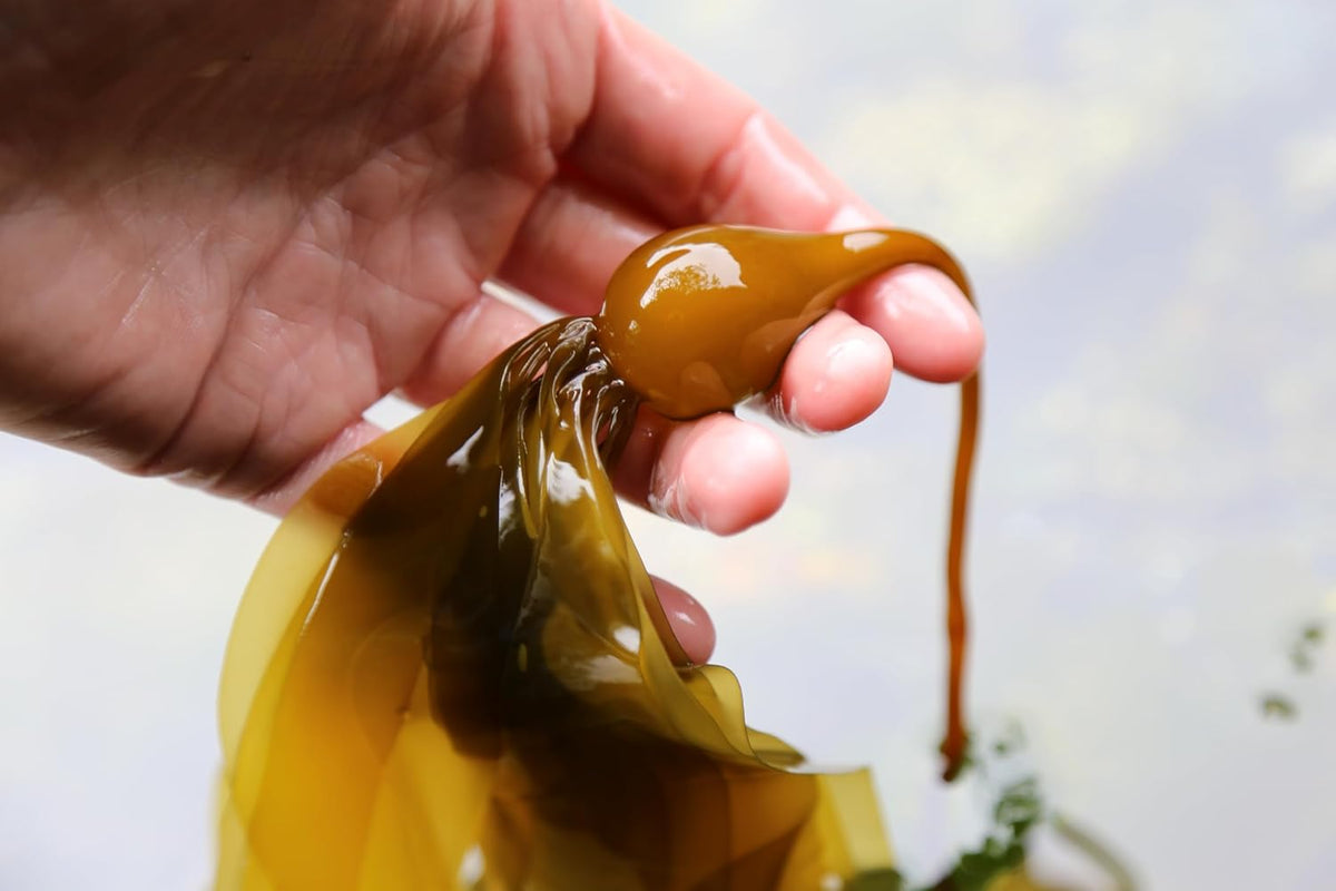 Organic Liquid Kelp Fertilizer (1L) Y124