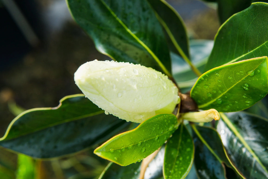 White Magnolia Tree X309905