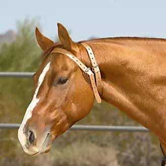 Leather Collar P858
