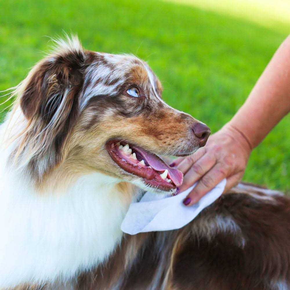 Hypo-Allergenic & Fragrance Free Cat Grooming Wipes H1224
