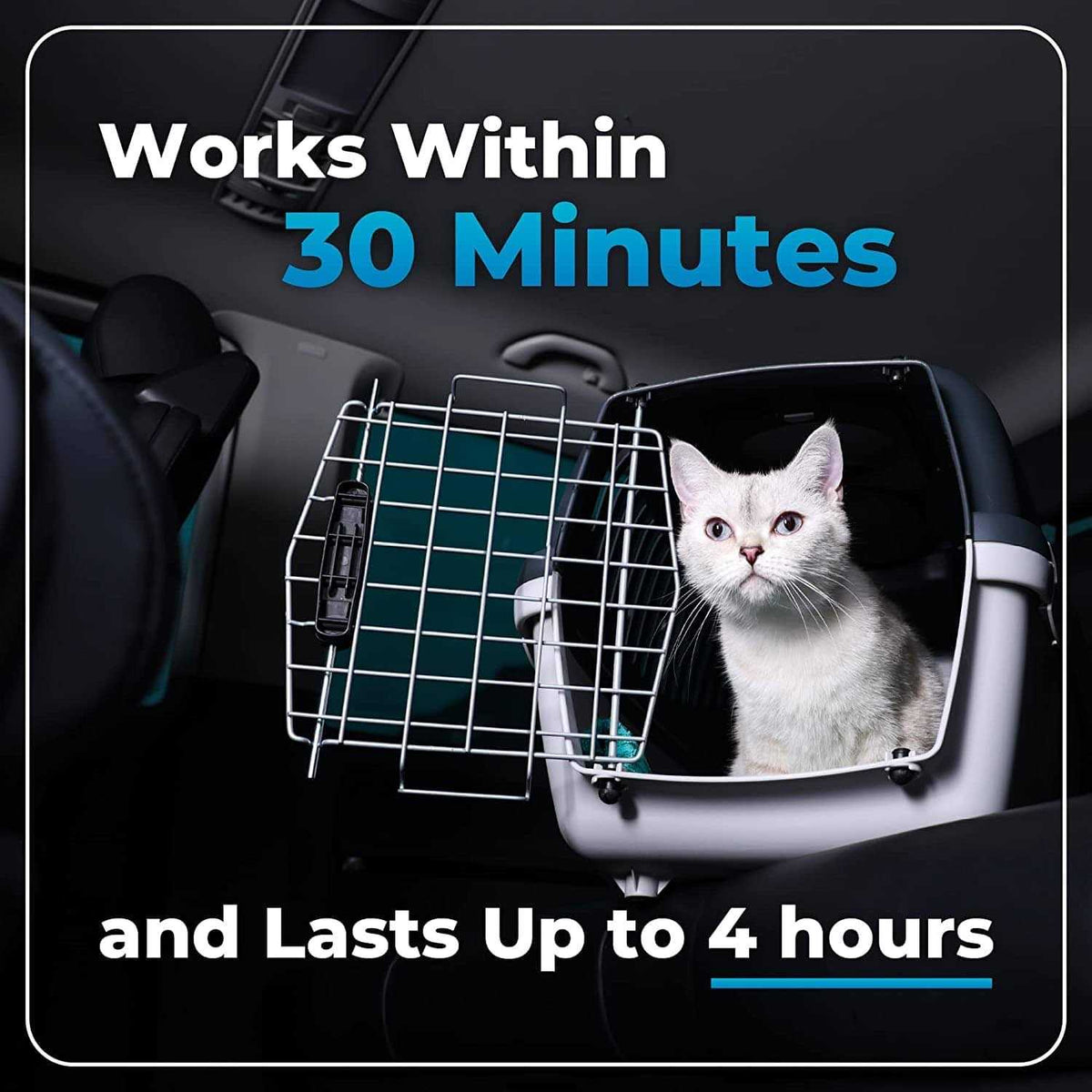 Cat Supplement H4517
