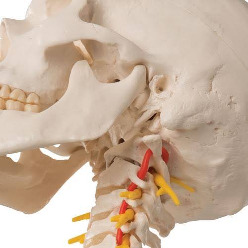 4-Part Human Skull Model on Cervical Spine I133830