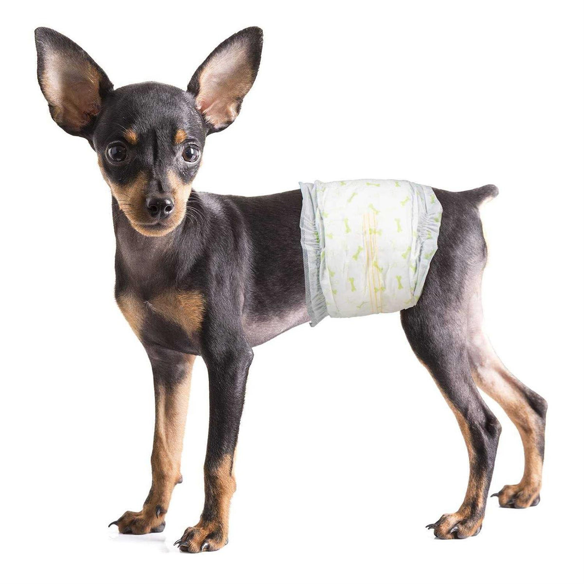 Soft Disposable Male Dog Wraps B2963