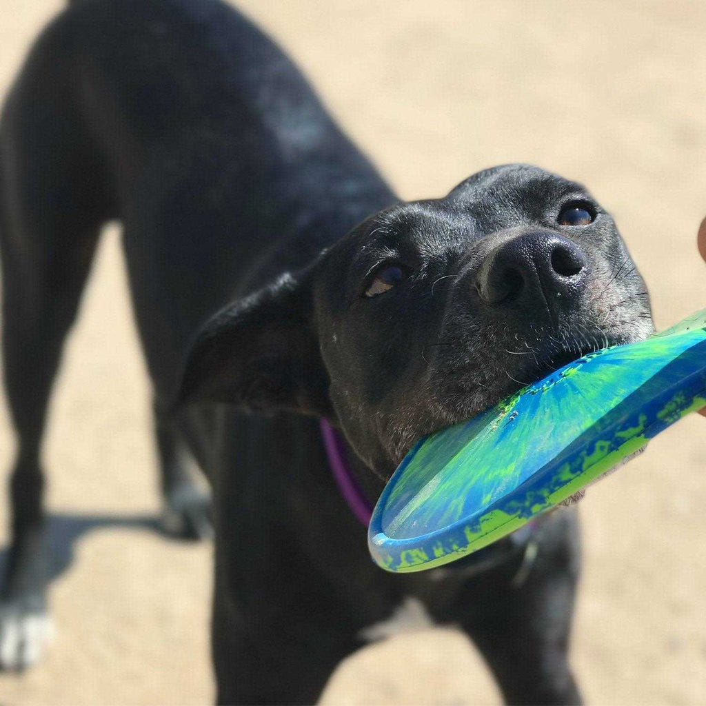 Dog Toy I209
