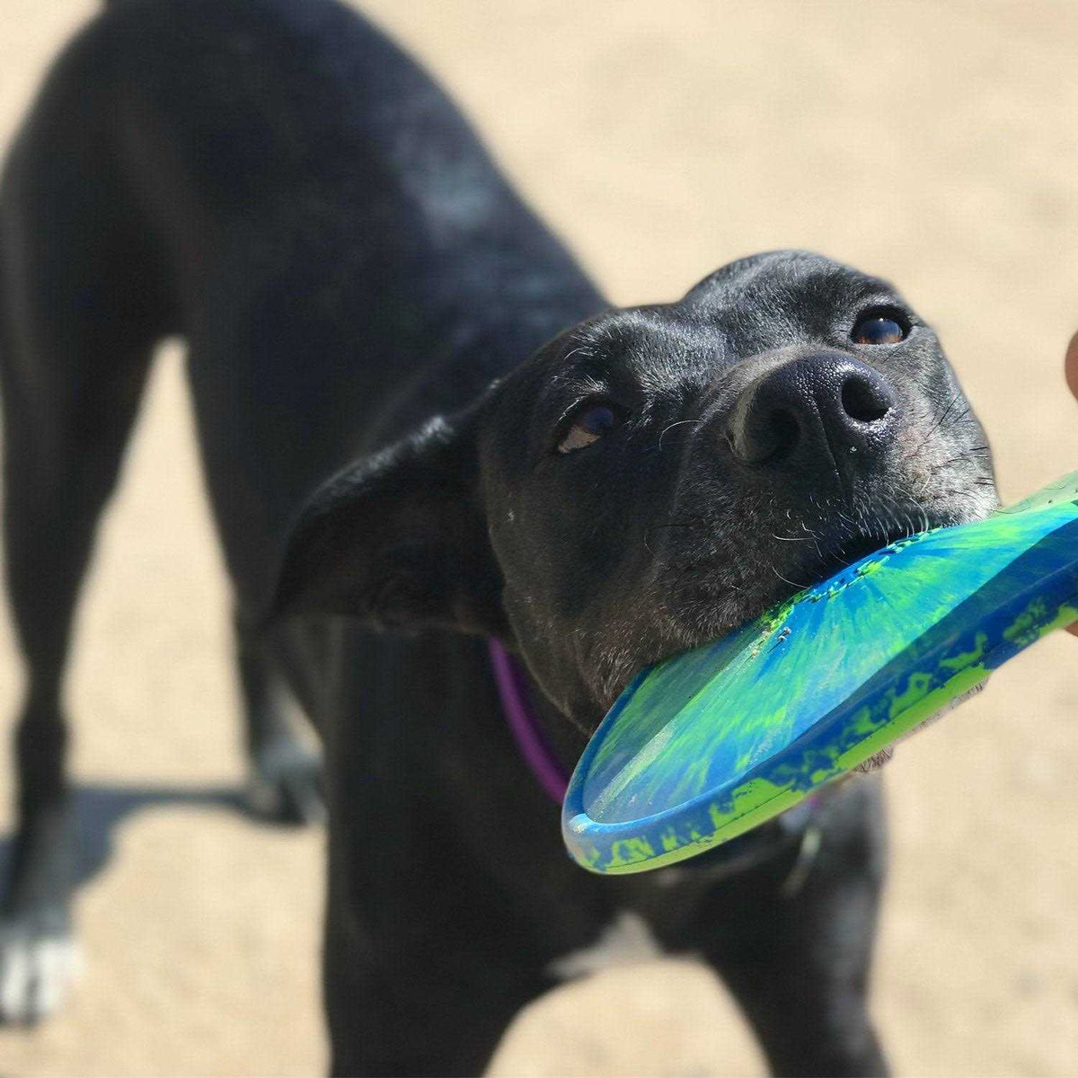 Dog Toy I209