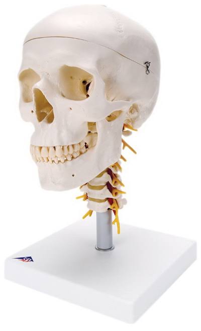 4-Part Human Skull Model on Cervical Spine I133830