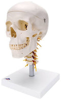 4-Part Human Skull Model on Cervical Spine I133830