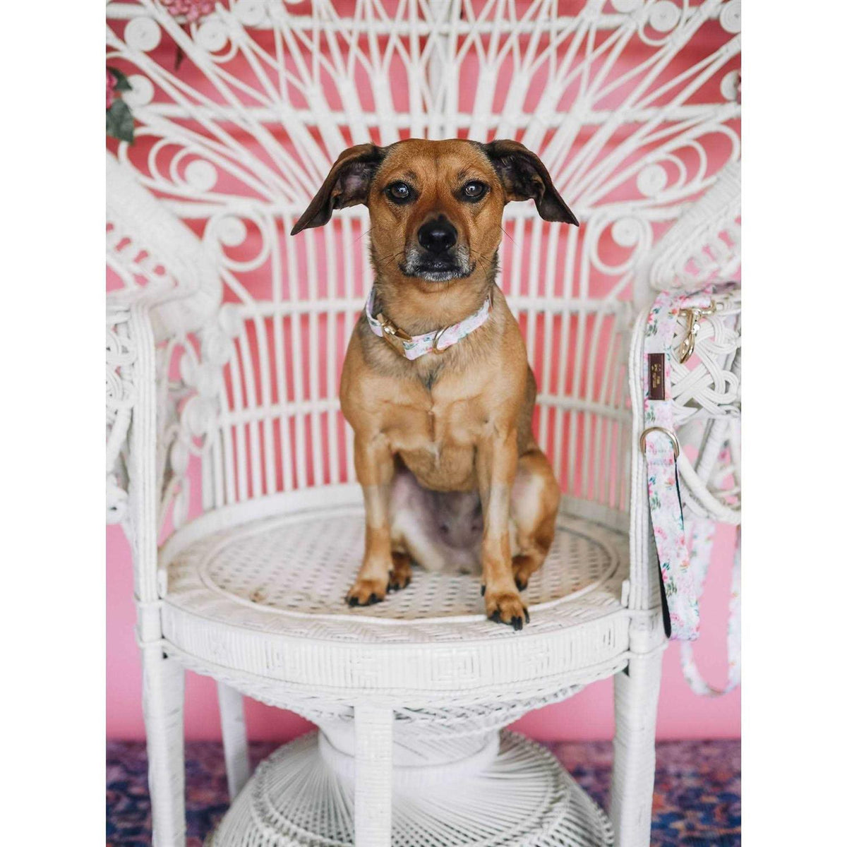 Pink Pet Collar V429693