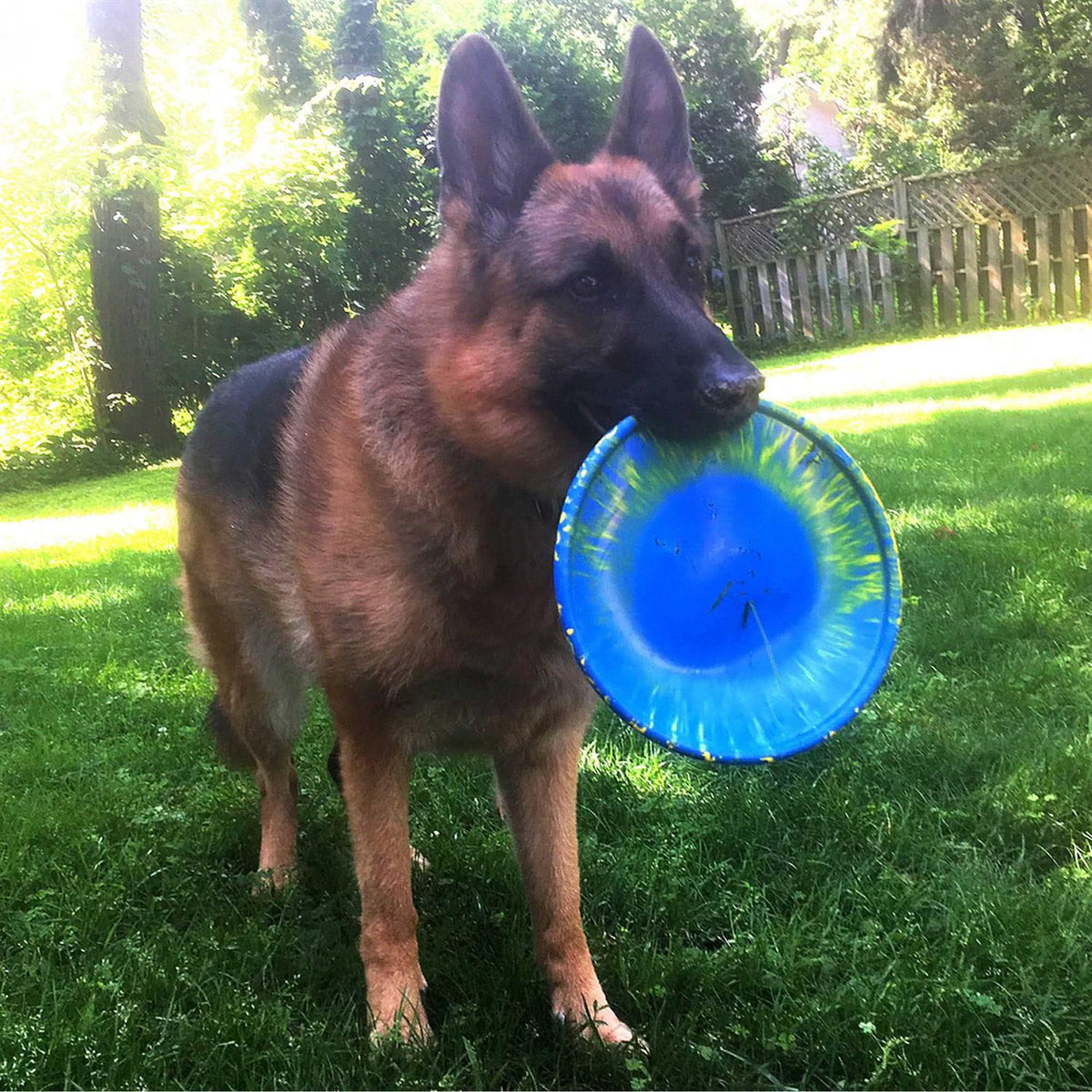 Dog Toy I209