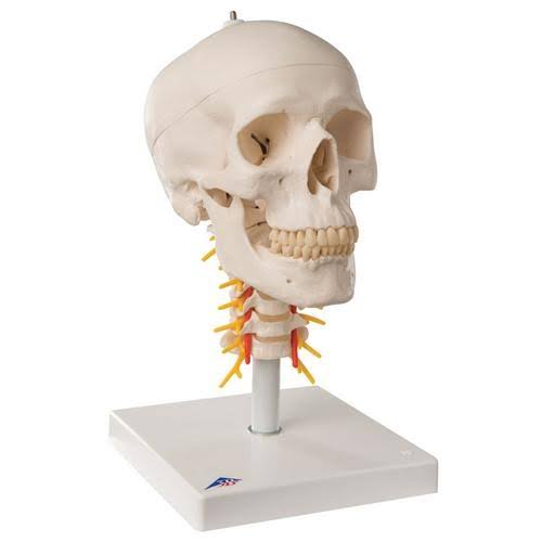 4-Part Human Skull Model on Cervical Spine I133830