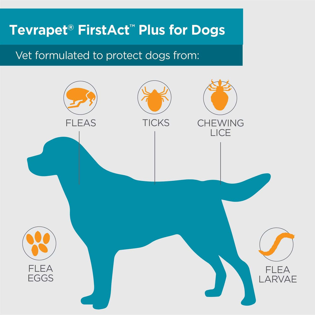 Flea and Tick Prevention Dogs R13026