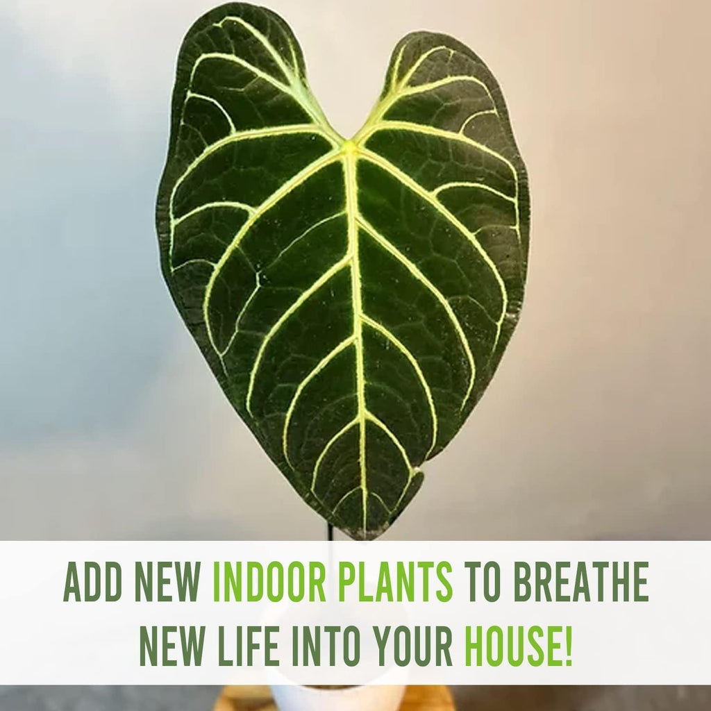 Green Live House Plant Anthurium Regale N584565