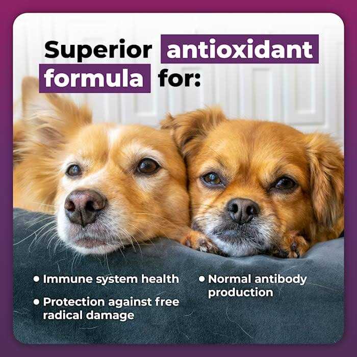 Immune Plus for Small Dogs Q280
