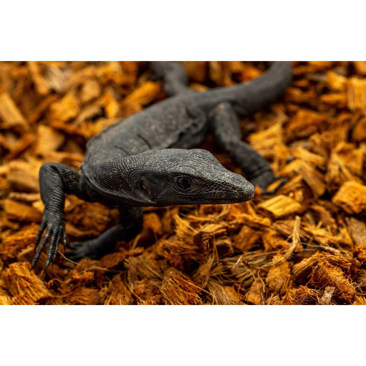 Coarse Coconut Substrate Reptile Bedding A79196