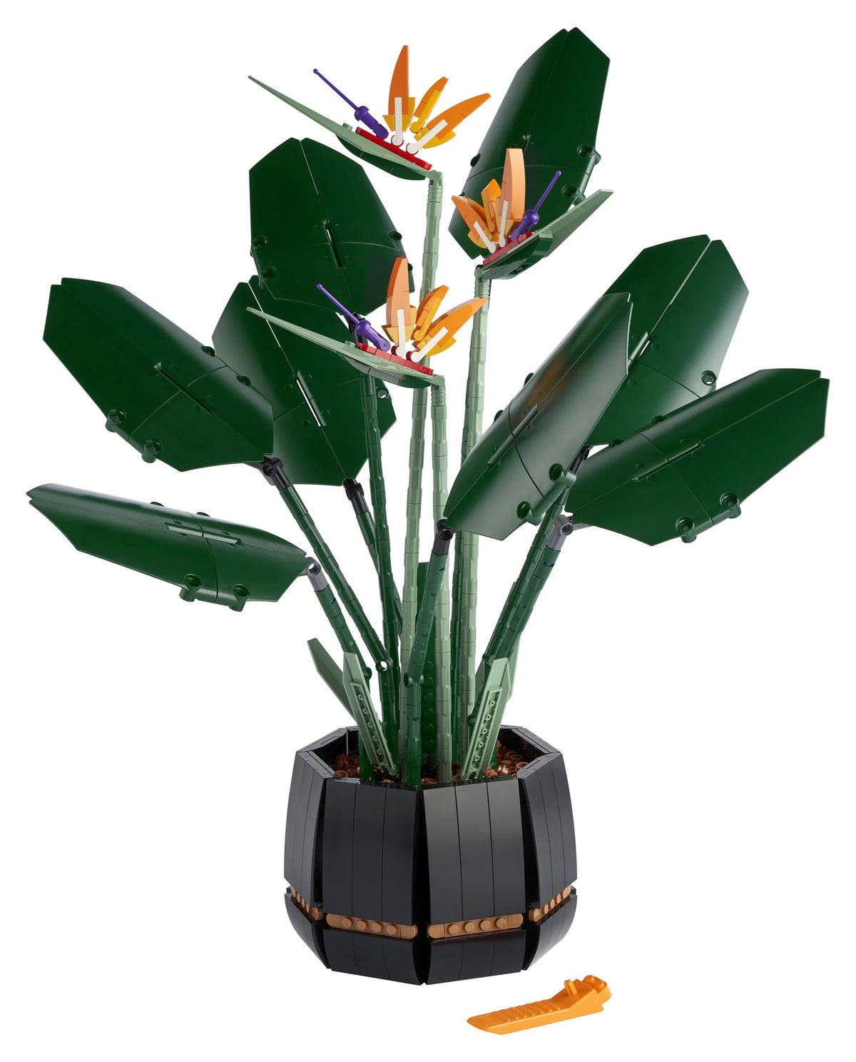 Bird of Paradise Flowers & Plants Model Y903556