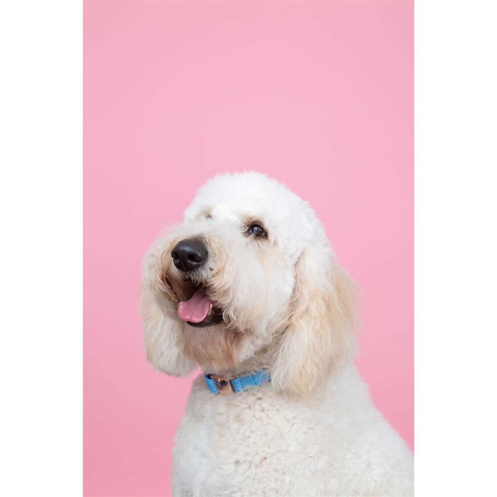 Dog Collar U43809