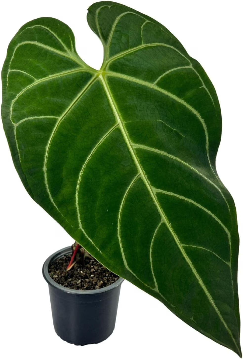 Green Live House Plant Anthurium Regale N584565
