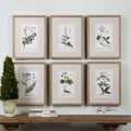 Green Floral Botanical Study Prints S/6 Z94818