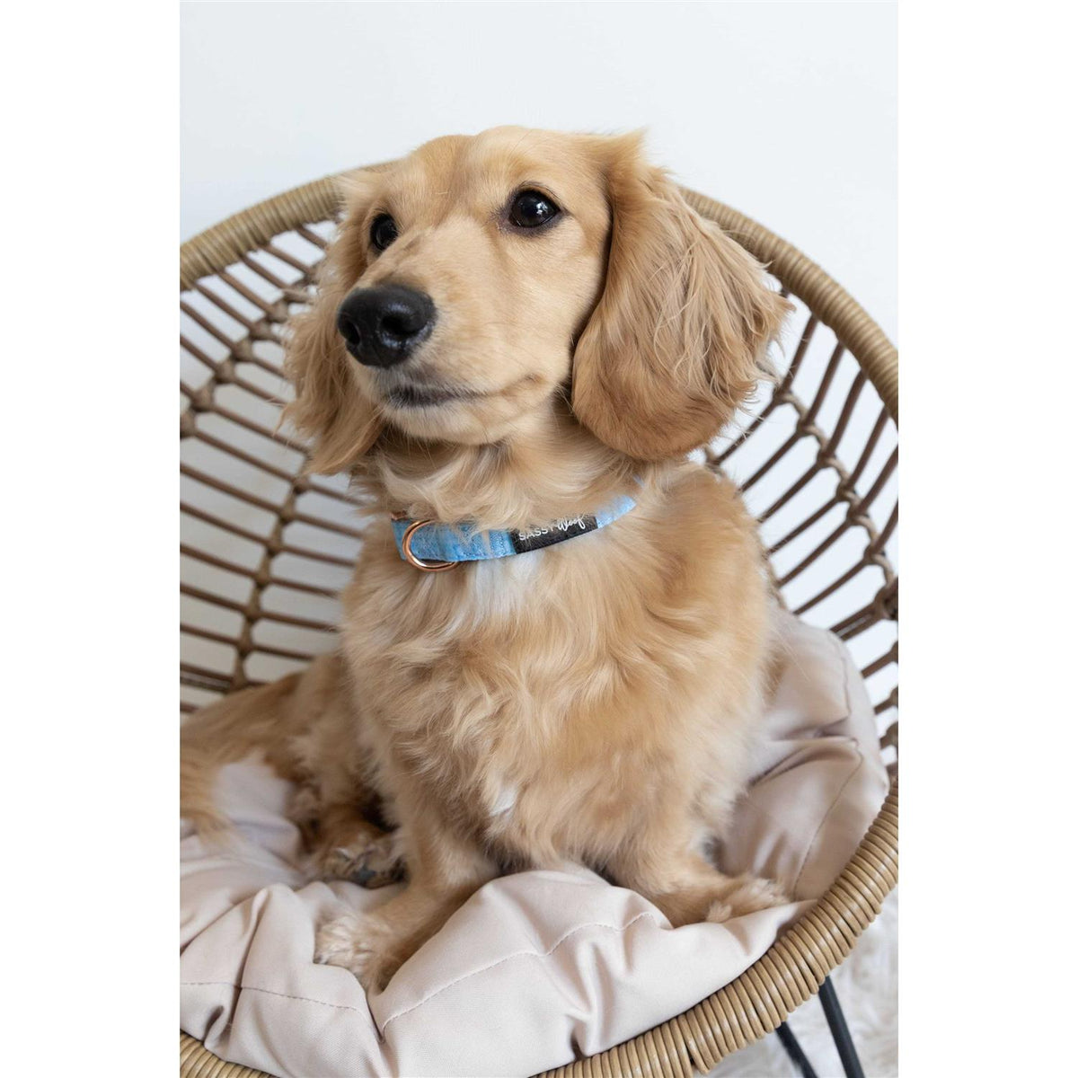 Dog Collar U43809