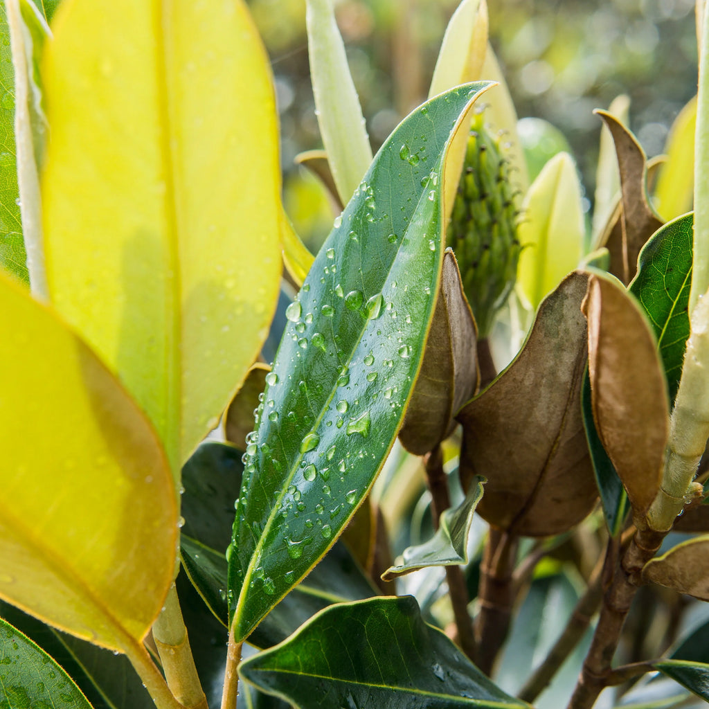 White Magnolia Tree X309905