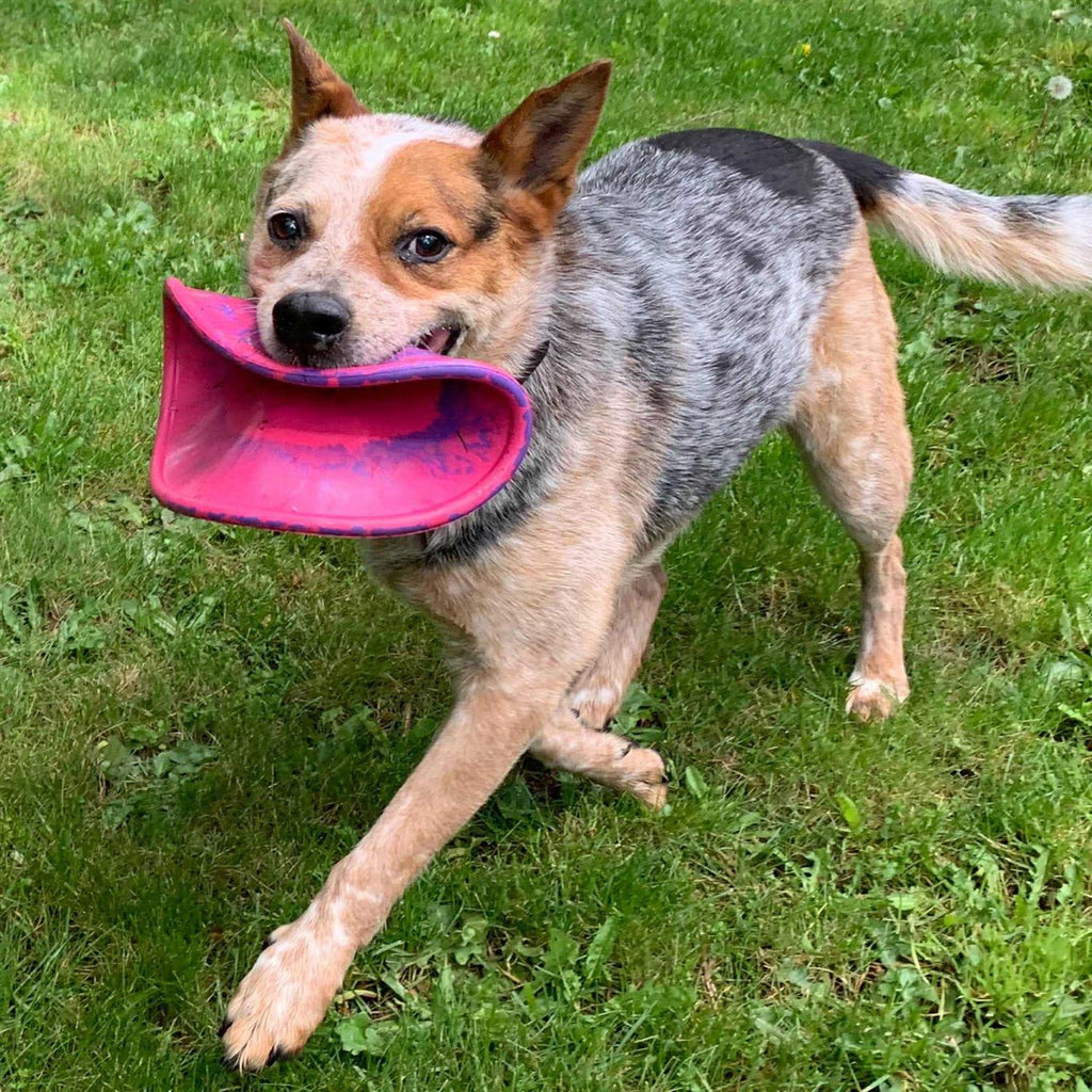Dog Toy I209