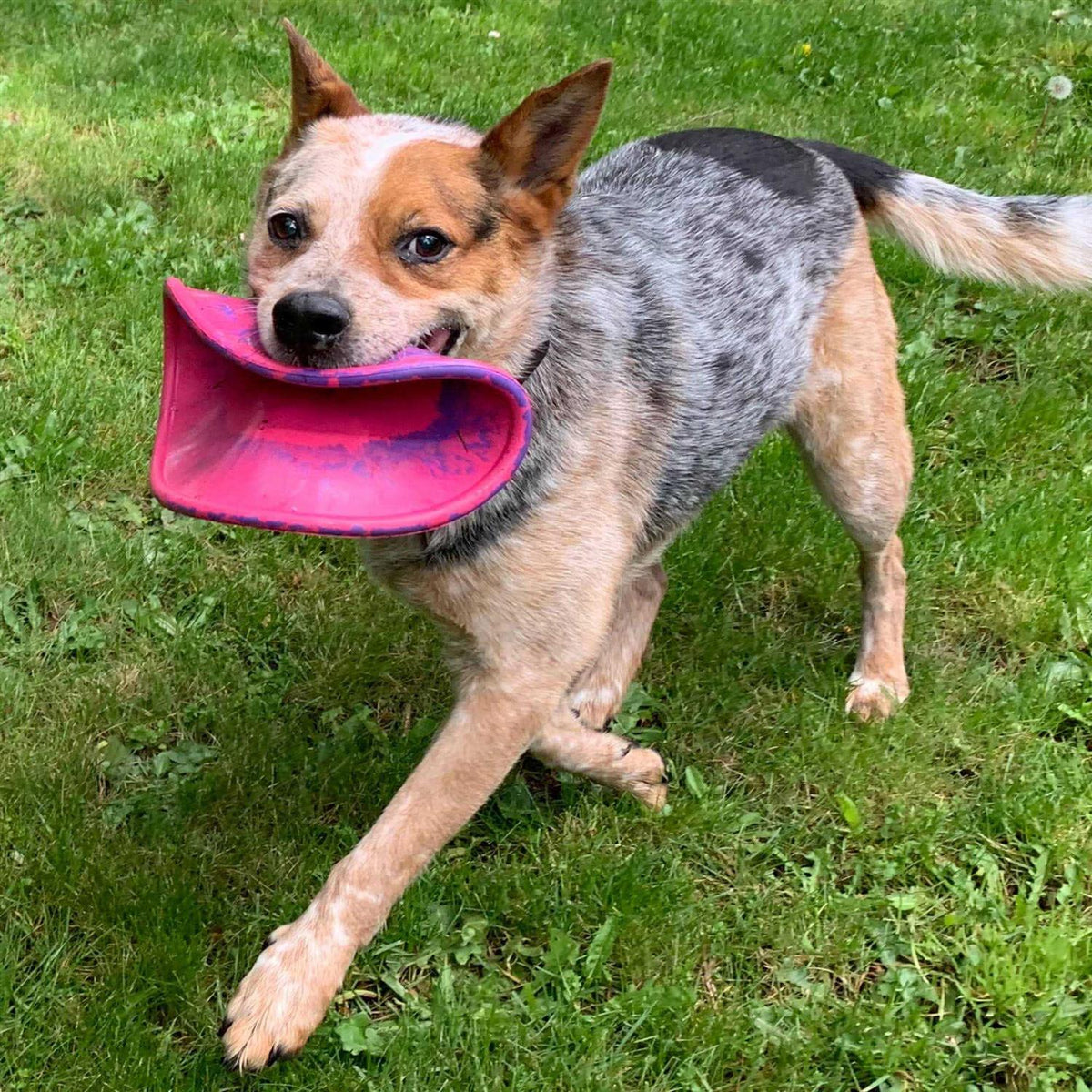 Dog Toy I209