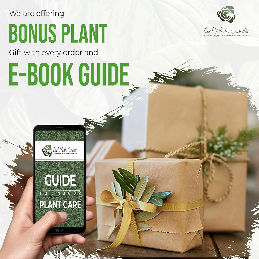 Green Live House Plant Anthurium Regale N584565