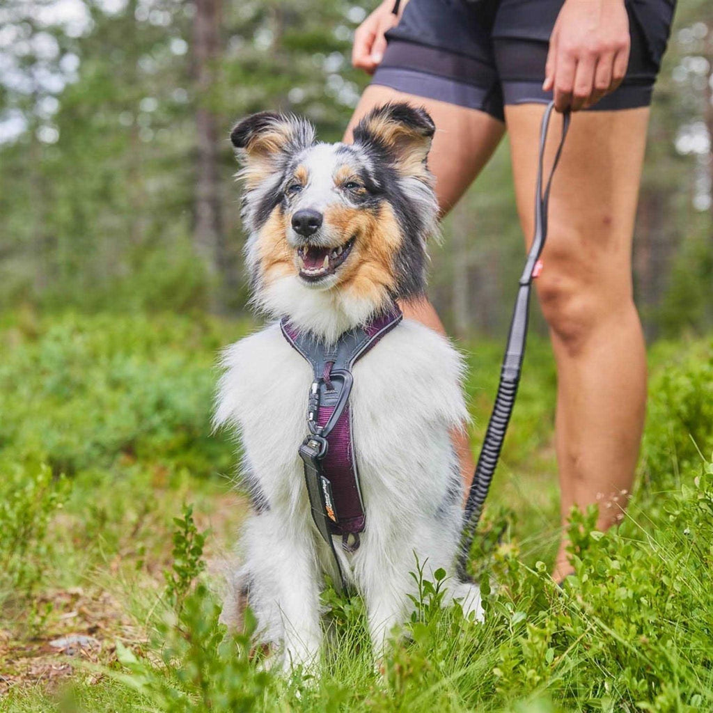 Dog Harness F420562