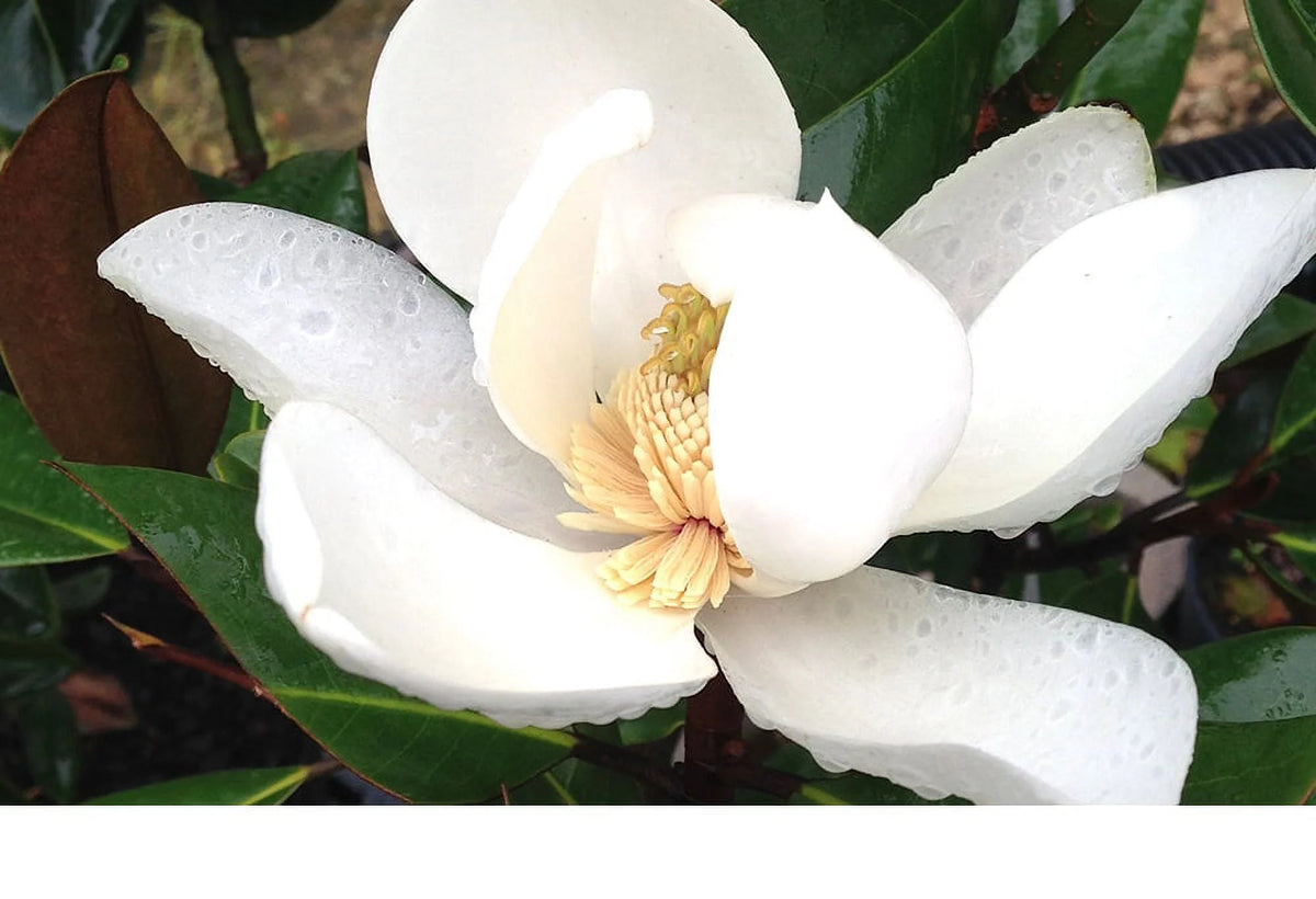 White Magnolia Tree X309905
